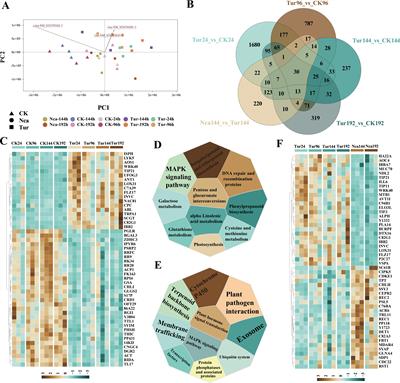 Temporal transcriptome and metabolome study revealed molecular mechanisms underlying rose responses to red spider mite infestation and predatory mite antagonism